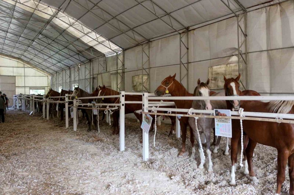 Milyonluk Taylar, Peynir Ekmek Gibi Satıldı