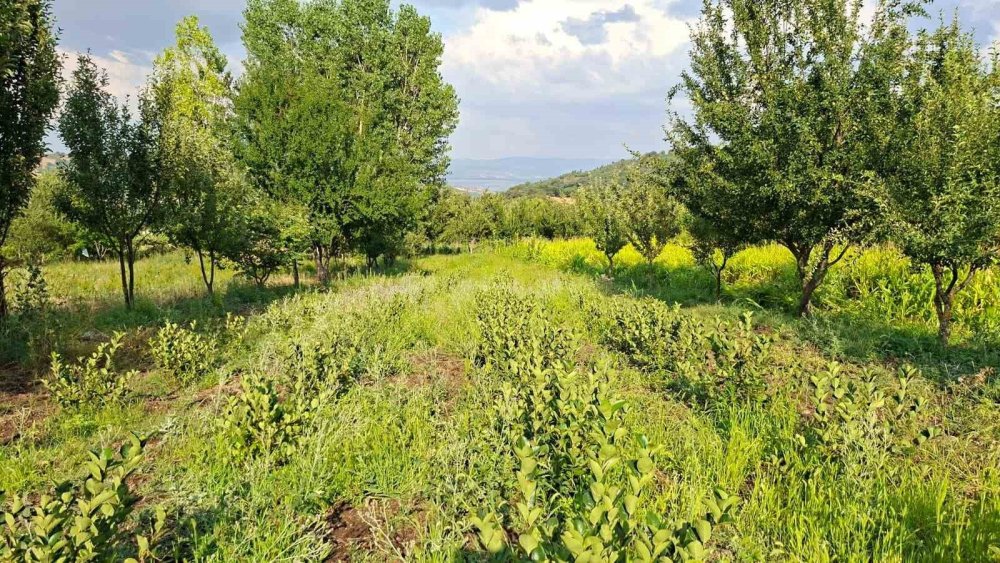 Deneme Amacıyla Diktiği Aronyalar İlk Meyvelerini Verdi