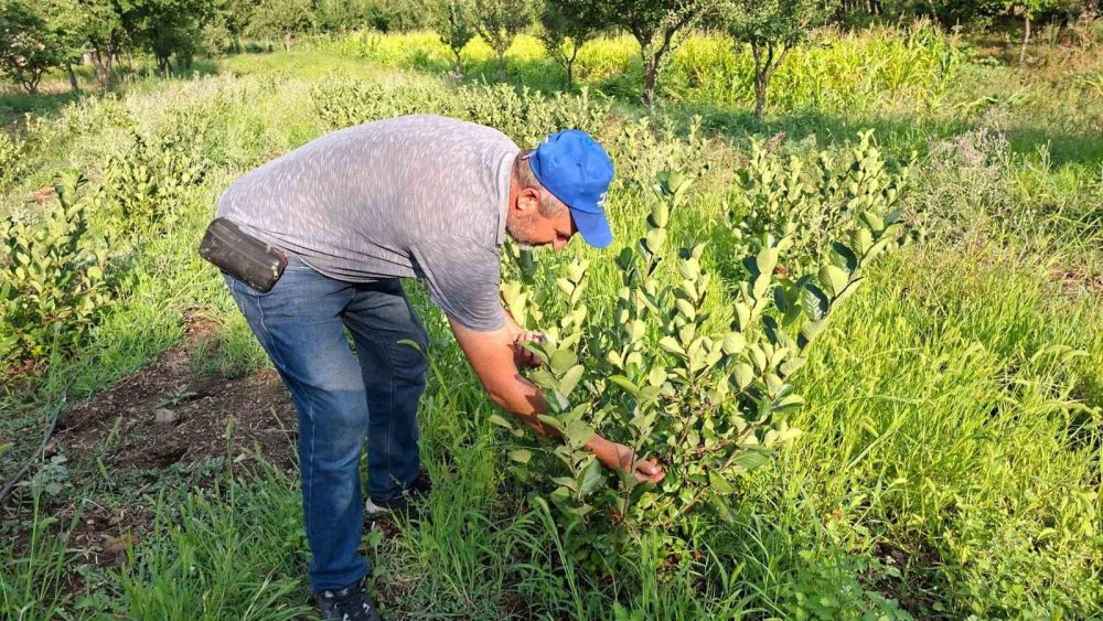 Deneme Amacıyla Diktiği Aronyalar İlk Meyvelerini Verdi