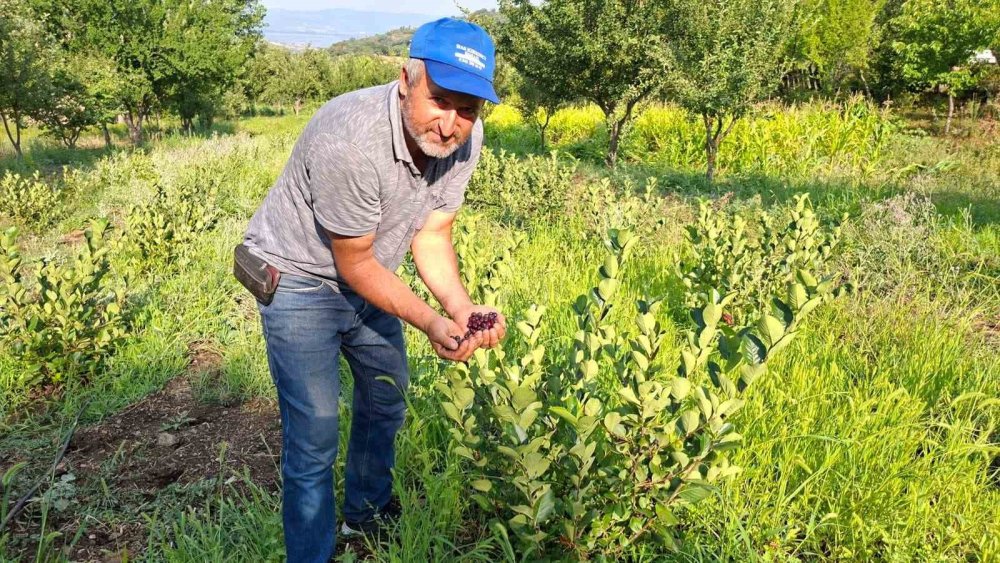 Deneme Amacıyla Diktiği Aronyalar İlk Meyvelerini Verdi
