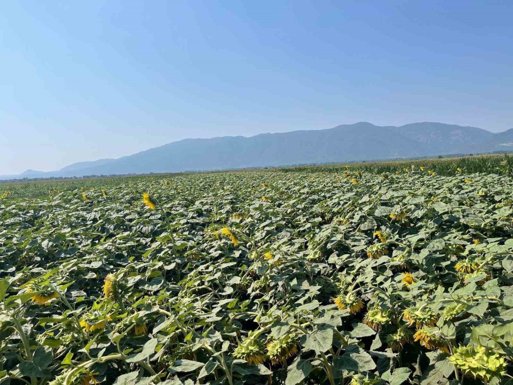 Ayçiçeği Ekili Parsellerde Kontroller Yapıldı