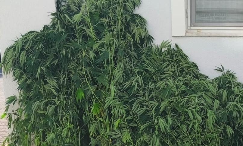 Evde Kenevir Yetiştiren Şahısları Jandarma Yakaladı