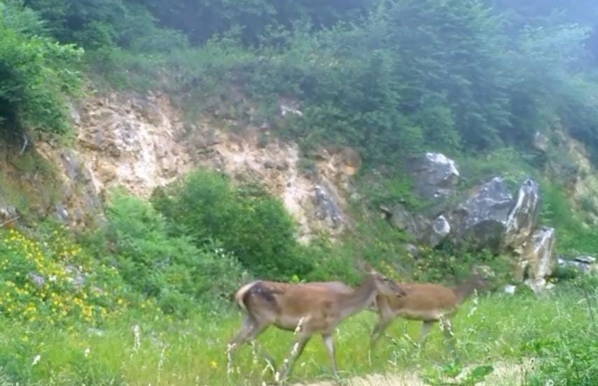 Kızıl Geyikleri Fotokapan Görüntüledi