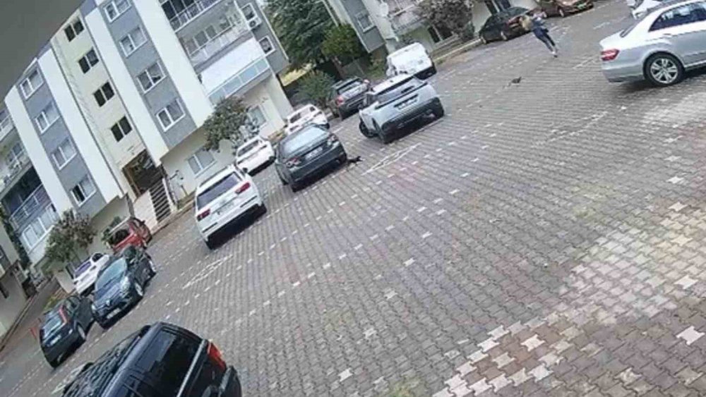 Yavru Kediler, Önlerine Kattıkları Kadını Evine Kadar Kovaladı
