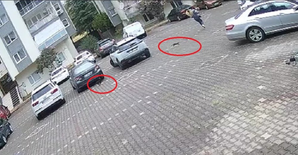 Yavru Kediler, Önlerine Kattıkları Kadını Evine Kadar Kovaladı