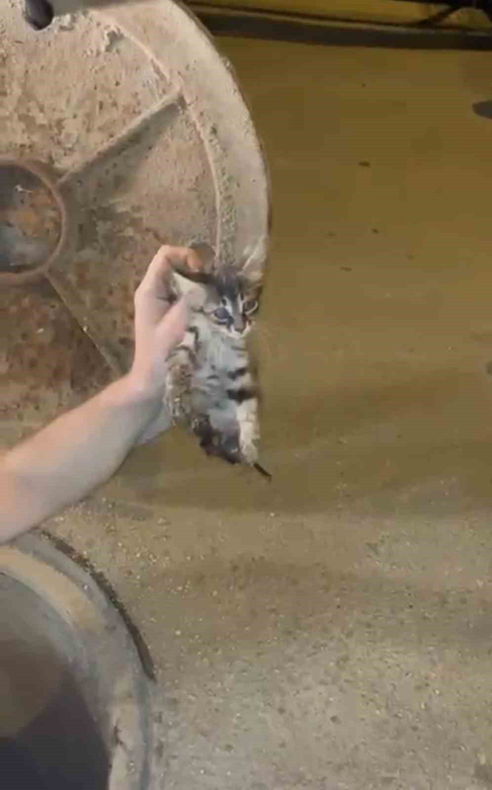 Kanalizasyonda Mahsur Kalan Kedi Kurtarıldı