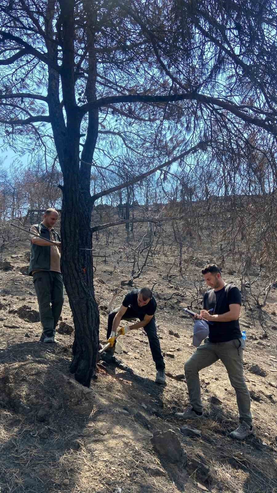 Yanan Ormanlık Alanlar Tekrar Hayata Dönüyor