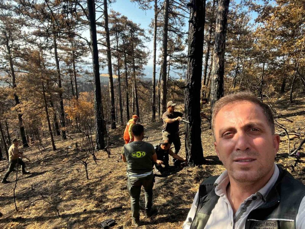 Yanan Ormanlık Alanlar Tekrar Hayata Dönüyor