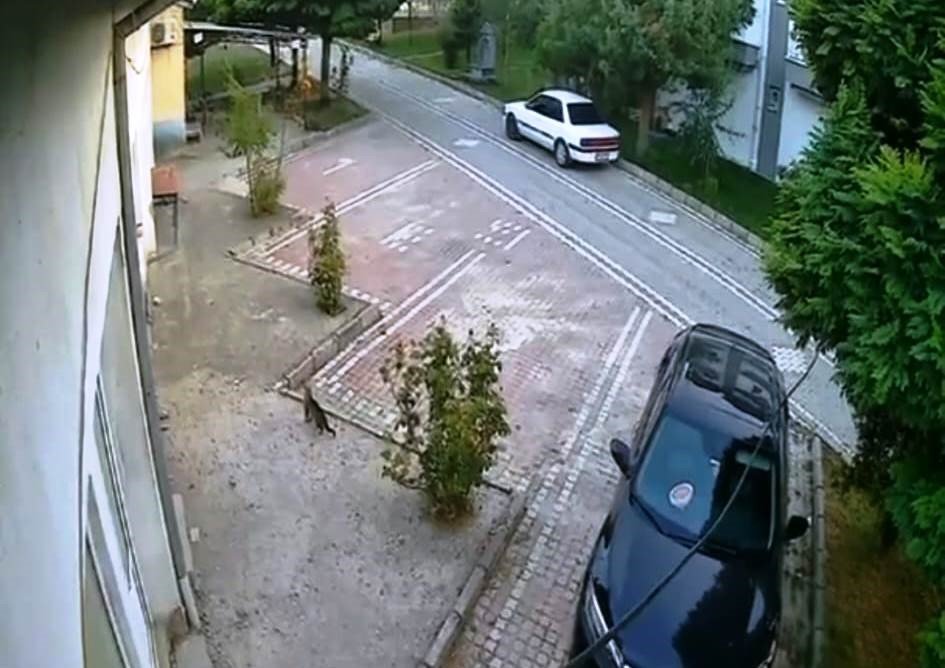 Depremi Hissederek Hızla Uzaklaşan Kedi Kameralara Yansıdı
