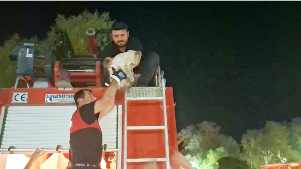 Ağaçta Mahsur Kalan Kedi İtfaiye Ekipleri Tarafından Kurtarıldı