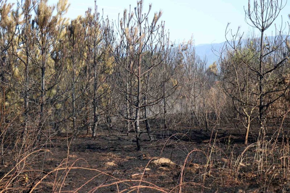 Yerleşim Alanına Yakın Ormanlık Alanda Korkutan Yangın