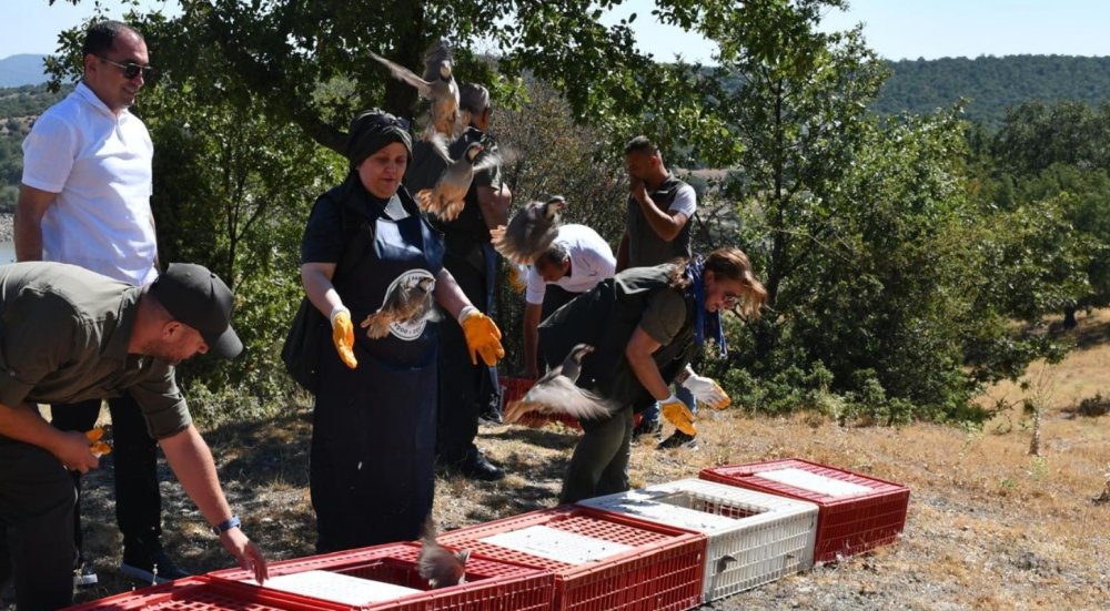 300 Kınalı Keklik Doğaya Salındı