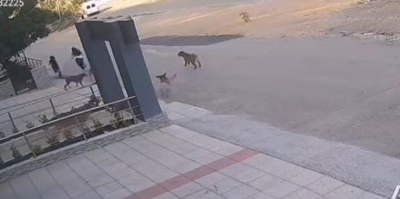 Köpek Saldırısından Son Anda Kurtuldular