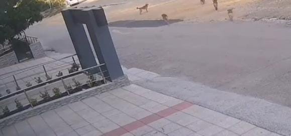 Köpek Saldırısından Son Anda Kurtuldular