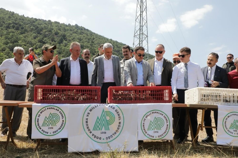 300 Keklik Doğaya Salındı