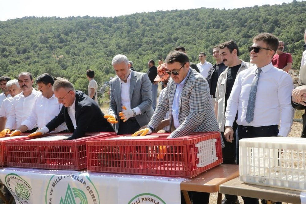 300 Keklik Doğaya Salındı