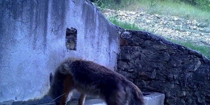Sincap Ve Tilki Fotokapana Yakalandı