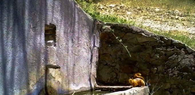 Sincap Ve Tilki Fotokapana Yakalandı