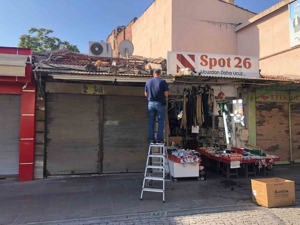 Esnaf Hergün Çatıya Tırmanıp Kedileri Besliyor