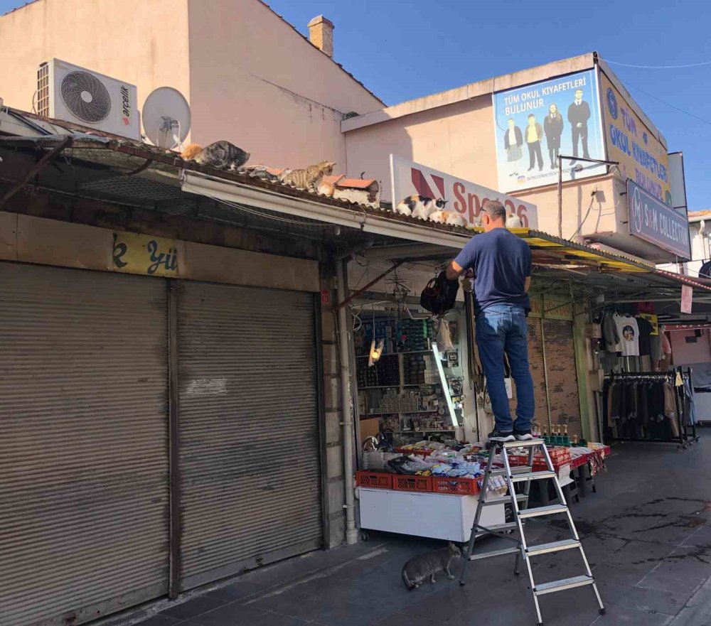 Esnaf Hergün Çatıya Tırmanıp Kedileri Besliyor
