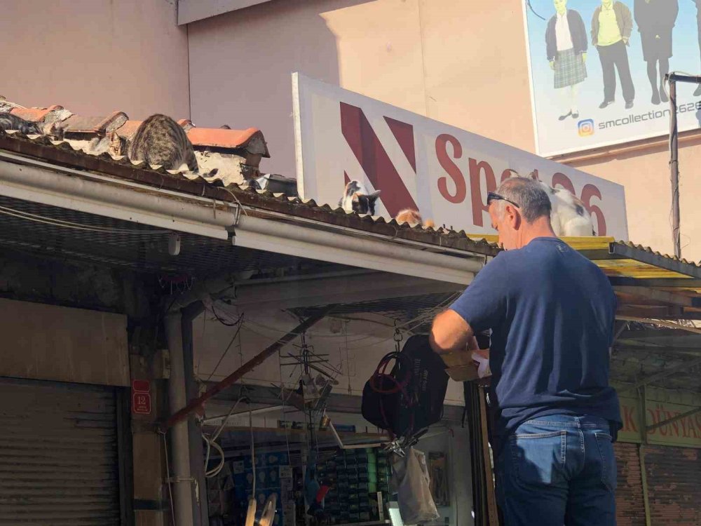 Esnaf Hergün Çatıya Tırmanıp Kedileri Besliyor
