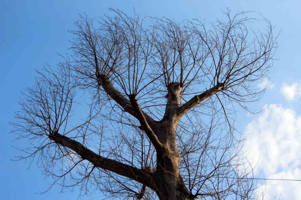 Asırlık Çınar Ağaçları Kuruyor