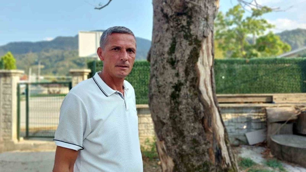 Asırlık Çınar Ağaçları Kuruyor