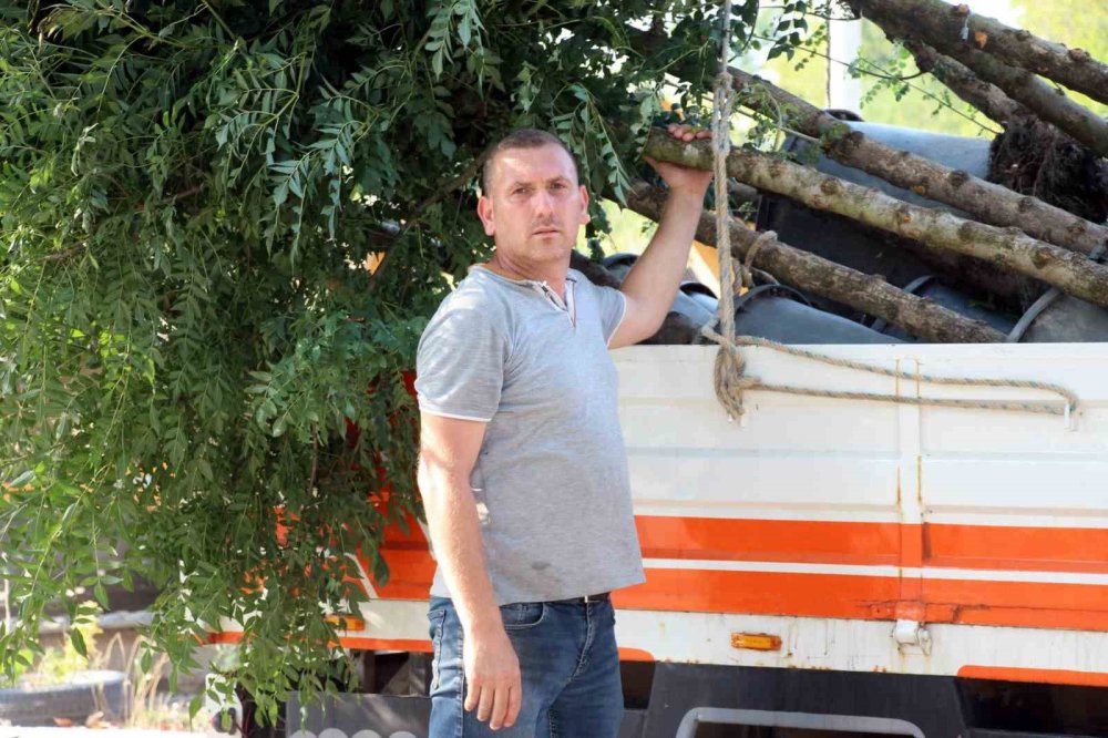 Asırlık Çınar Ağaçları Kuruyor