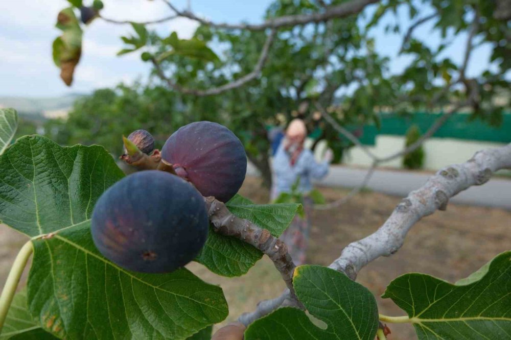 Kraliçe İncirinde Hasat Ve İhracat Başladı