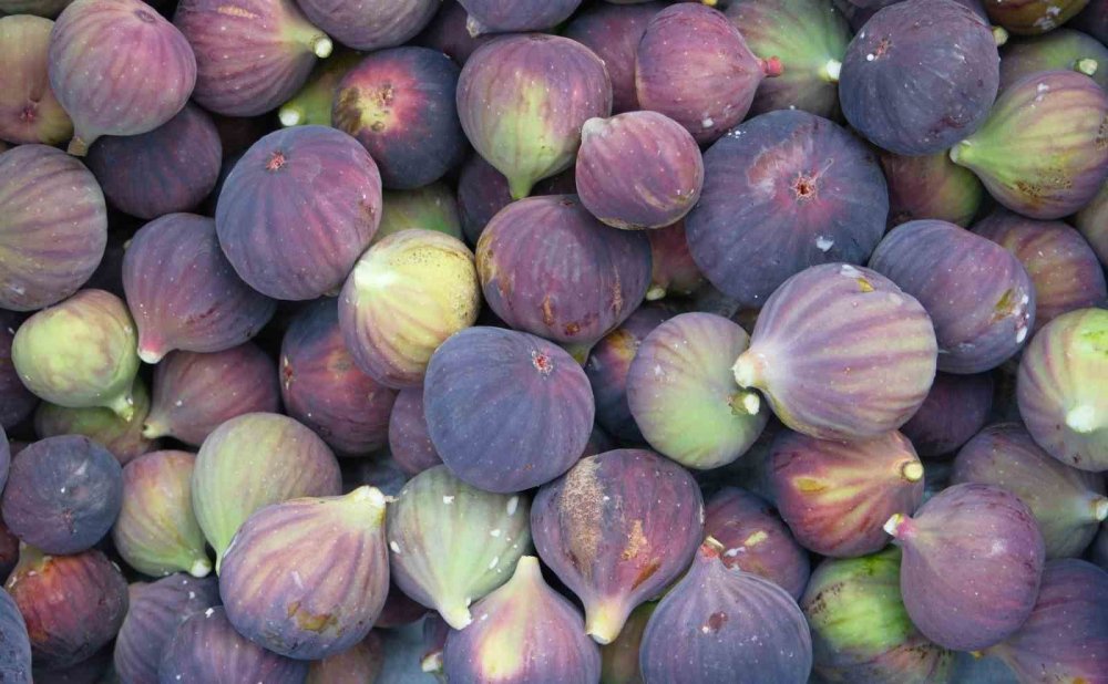 Kraliçe İncirinde Hasat Ve İhracat Başladı