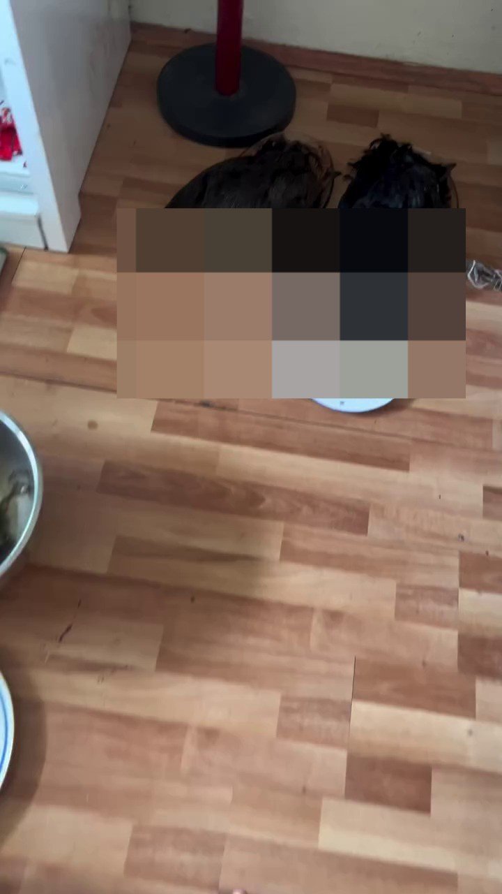 Hayvanları Katleden Şamanizm Üyesi Gözaltına Alındı