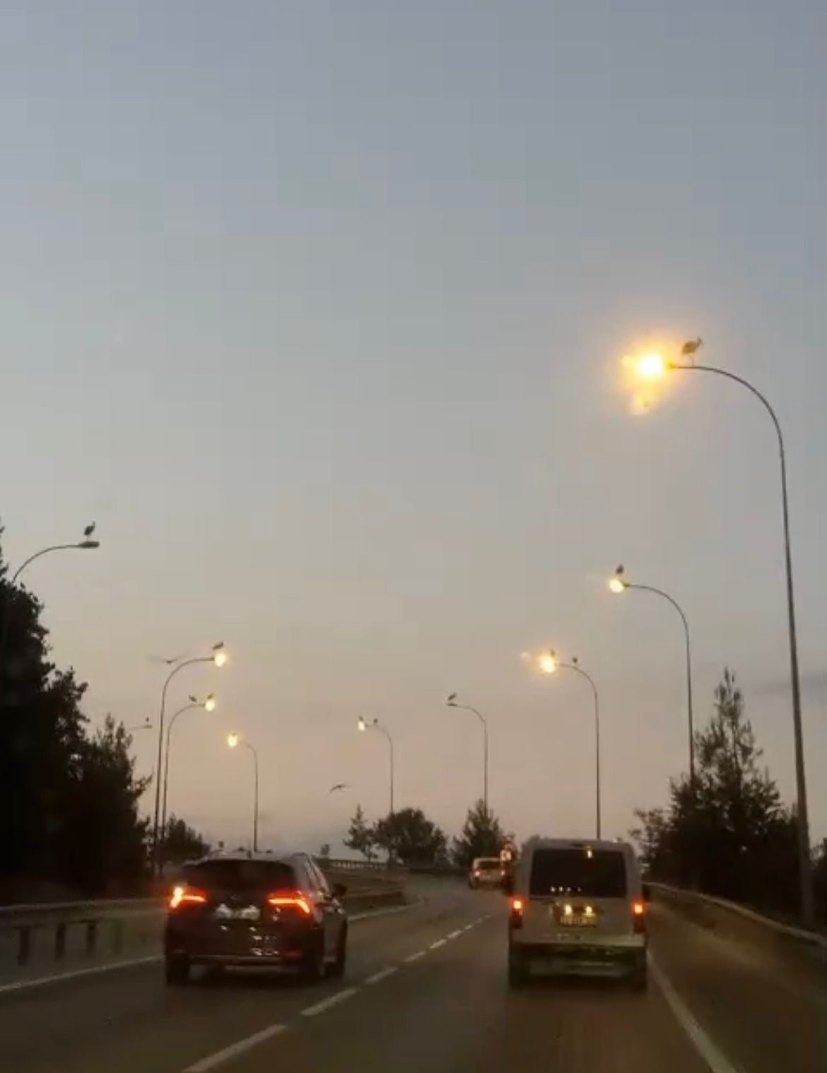 leyleklerin-gocu-bilecikte-gorsel-solen-yaratti-4.jpeg
