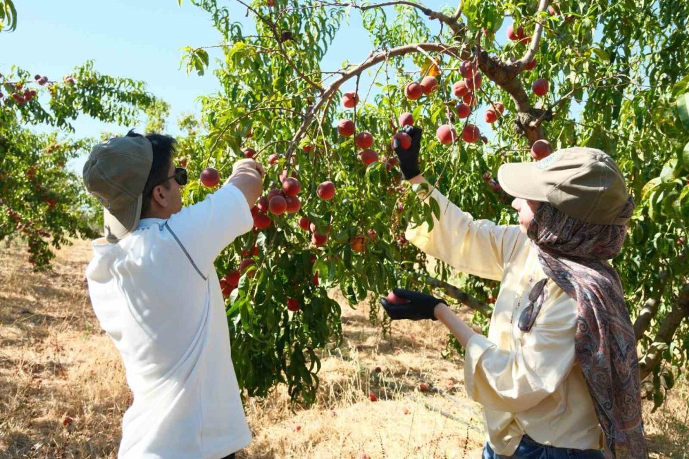 120 Çeşit Şeftaliyle ’koleksiyon Bahçesi’ Oluşturdular