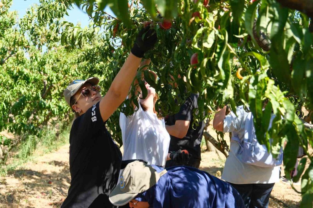 120 Çeşit Şeftaliyle ’koleksiyon Bahçesi’ Oluşturdular