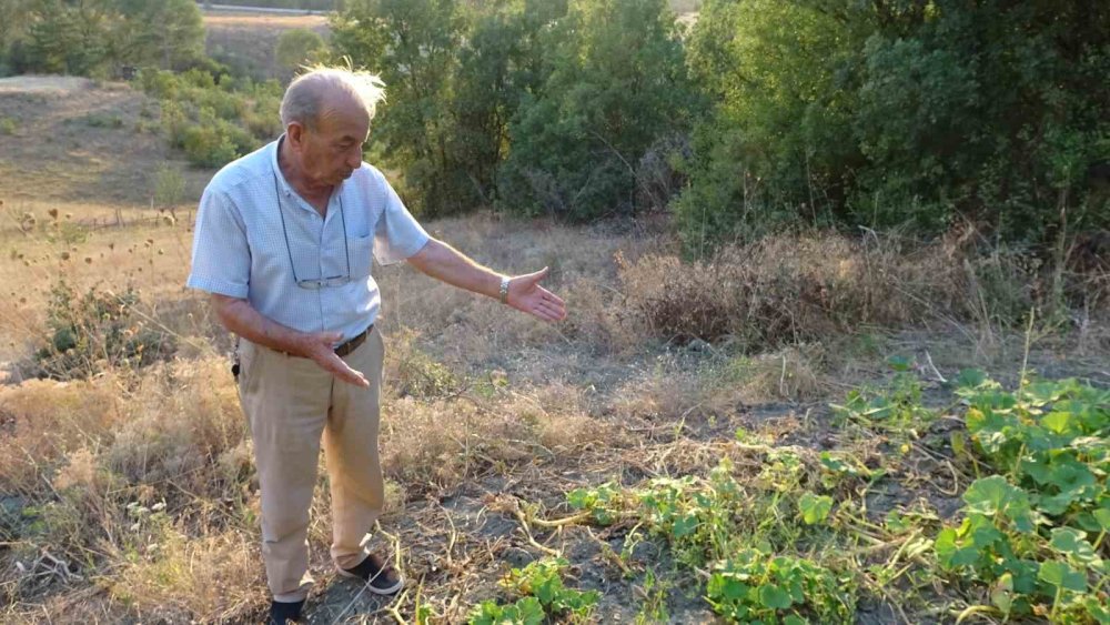 Bahçesine Sürekli Geyik Giren Vatandaş Çaresiz