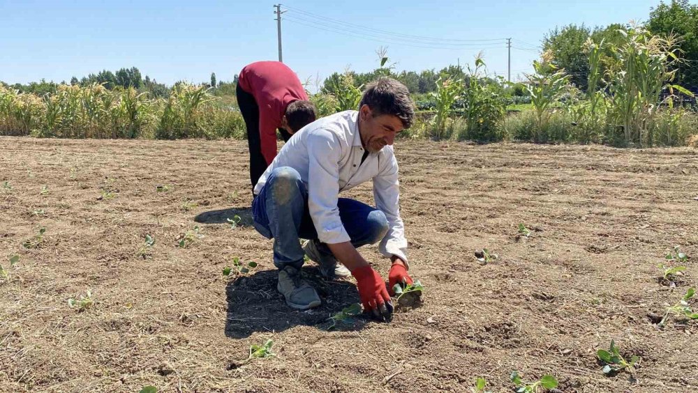 (Özel) Eskişehirli Çiftçinin Alın Teri Kuraklığa Ve Yüksek Maliyetlere Yenik Düştü