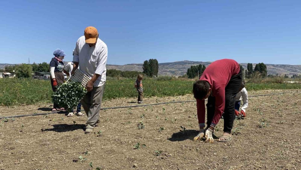 (Özel) Eskişehirli Çiftçinin Alın Teri Kuraklığa Ve Yüksek Maliyetlere Yenik Düştü