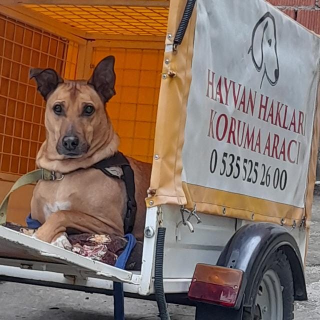 katarakt-olan-k-9-kopegini-ameliyat-ettiremiyor-1.jpg