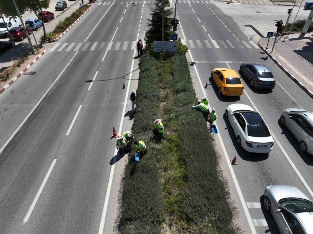 Bilecik’te Lavantalar Hasat Edilmeye Başlandı