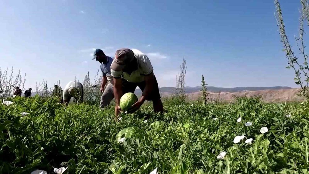 Karpuzun Fiyatı 70 Kilometrede 30’a Katlanıyor