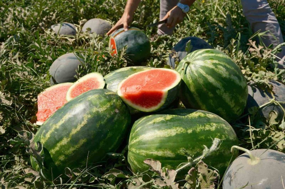 Karpuzun Fiyatı 70 Kilometrede 30’a Katlanıyor