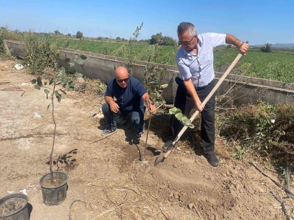 Orman Yangınlarında Kaybedilen Ağaçlar Yerine Fidan Dikilecek