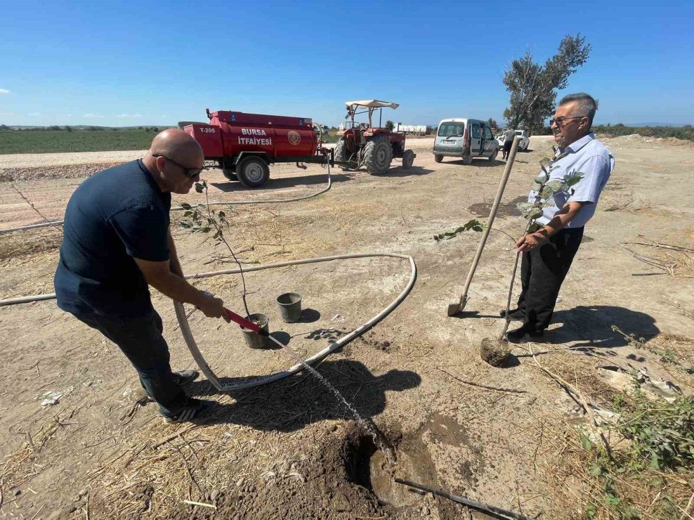 Orman Yangınlarında Kaybedilen Ağaçlar Yerine Fidan Dikilecek