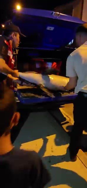 Ölü Yunus Kıyıya Vurdu