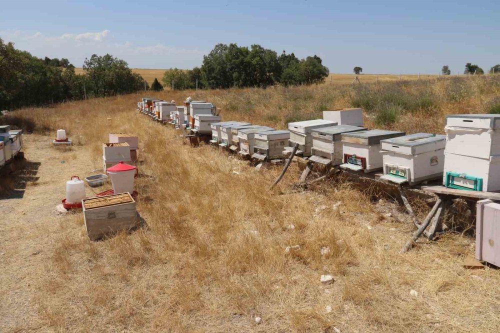 Lavanta Bahçeleri Hem Göze Hem Damağa Hitap Ediyor