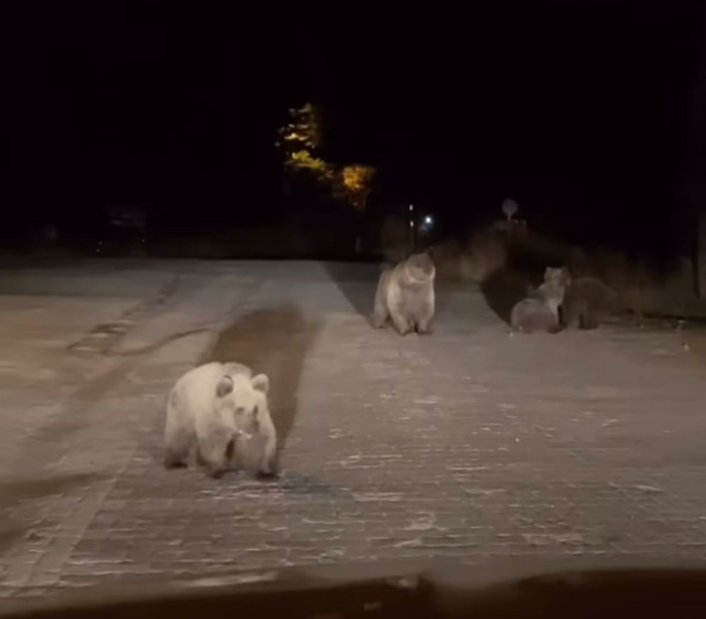 Uludağ Milli Parkı’nda Ayılarla Karşılaştı!