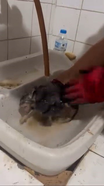 Yaramaz Kedi, Kaza Kaza Kendini Toprağa Gömdü