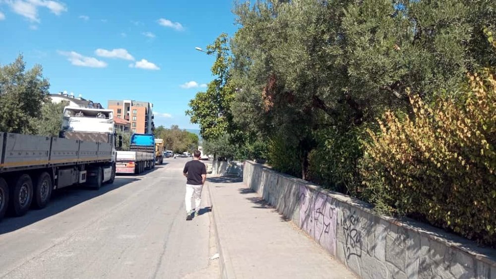 Kamuya Ait Zeytin Ağaçları Ve Kaldırım Yok Oldu