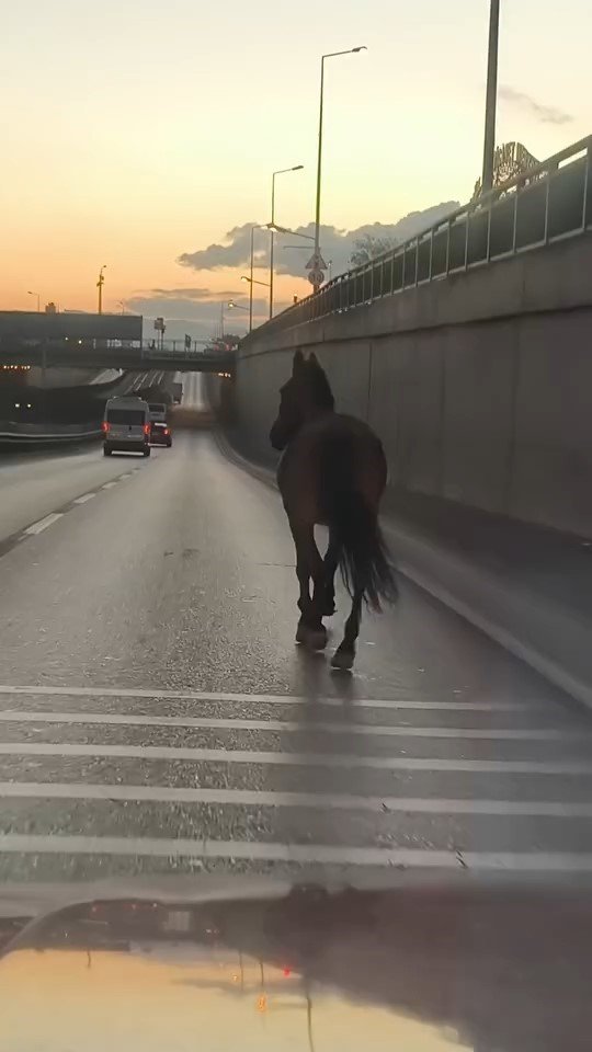 Başıboş At Trafikte Tehlike Saçtı