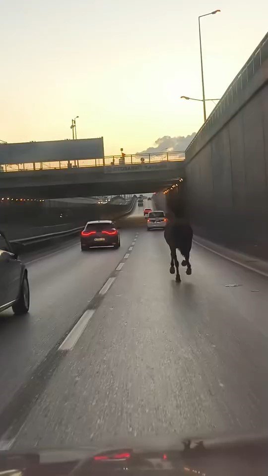 Başıboş At Trafikte Tehlike Saçtı